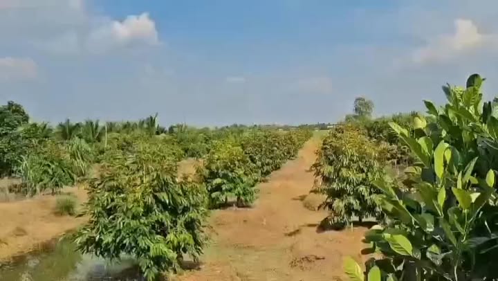 Đất Vườn Tiền Giang 4.3ha Sổ Riêng Giá Tốt - 2.56 Tỷ