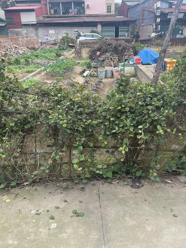 Đất nền Hương Mạc, Từ Sơn 43m² - Tiềm năng tăng giá vượt trội!