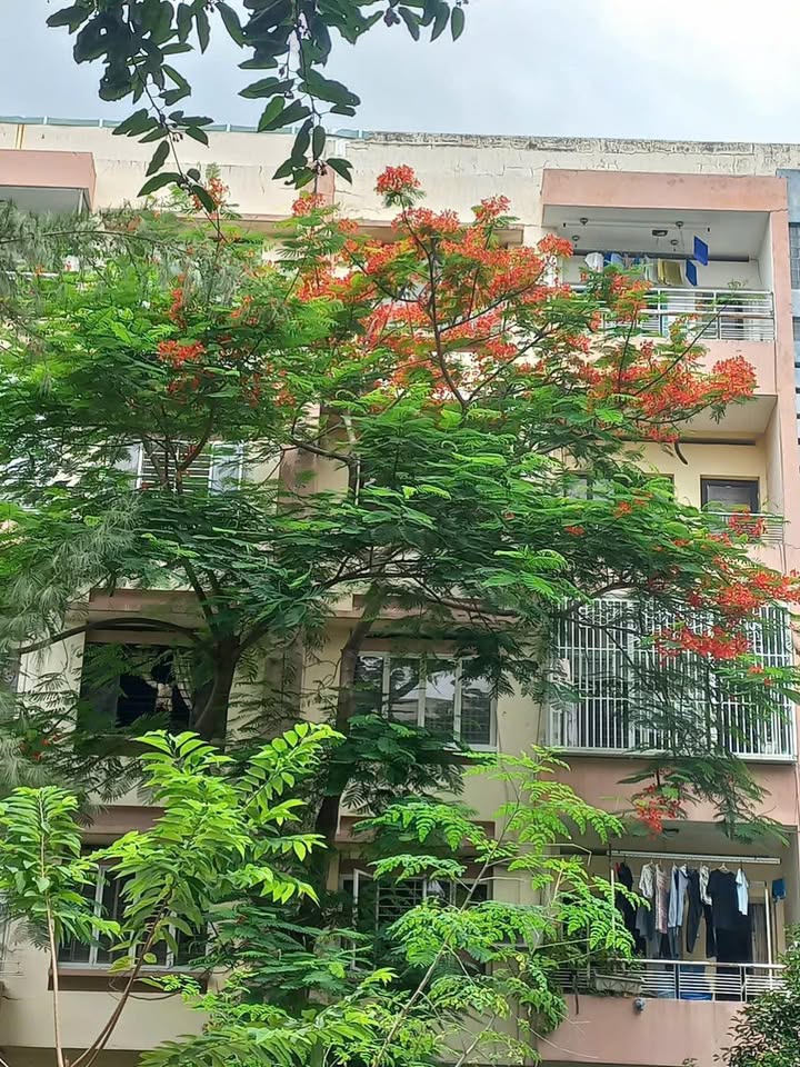 Căn hộ Tây Thạnh Tân Phú 72m² giá 2.9 tỷ - Sổ hồng sẵn, vào ở ngay!