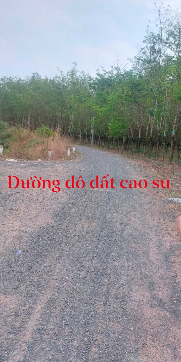 Bán Đất Cao Su 3.4ha Xã Tân Hiệp, H.Tân Châu, Tây Ninh - Sổ Đỏ