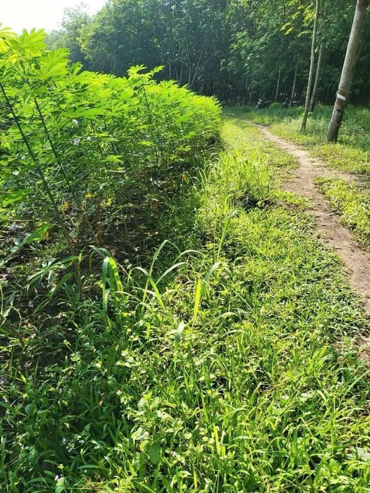 Đất nền Ấp Thạnh Hiệp, Tây Ninh 9300m² - Tiềm năng tăng giá vượt trội!