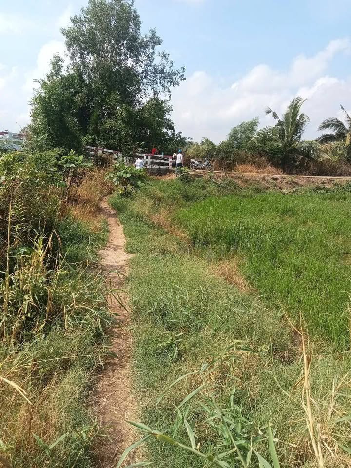 Đất Vườn 6507m² Sổ Đỏ Ấp An Thới, Châu Thành - Đầu Tư Sinh Lời Hấp Dẫn