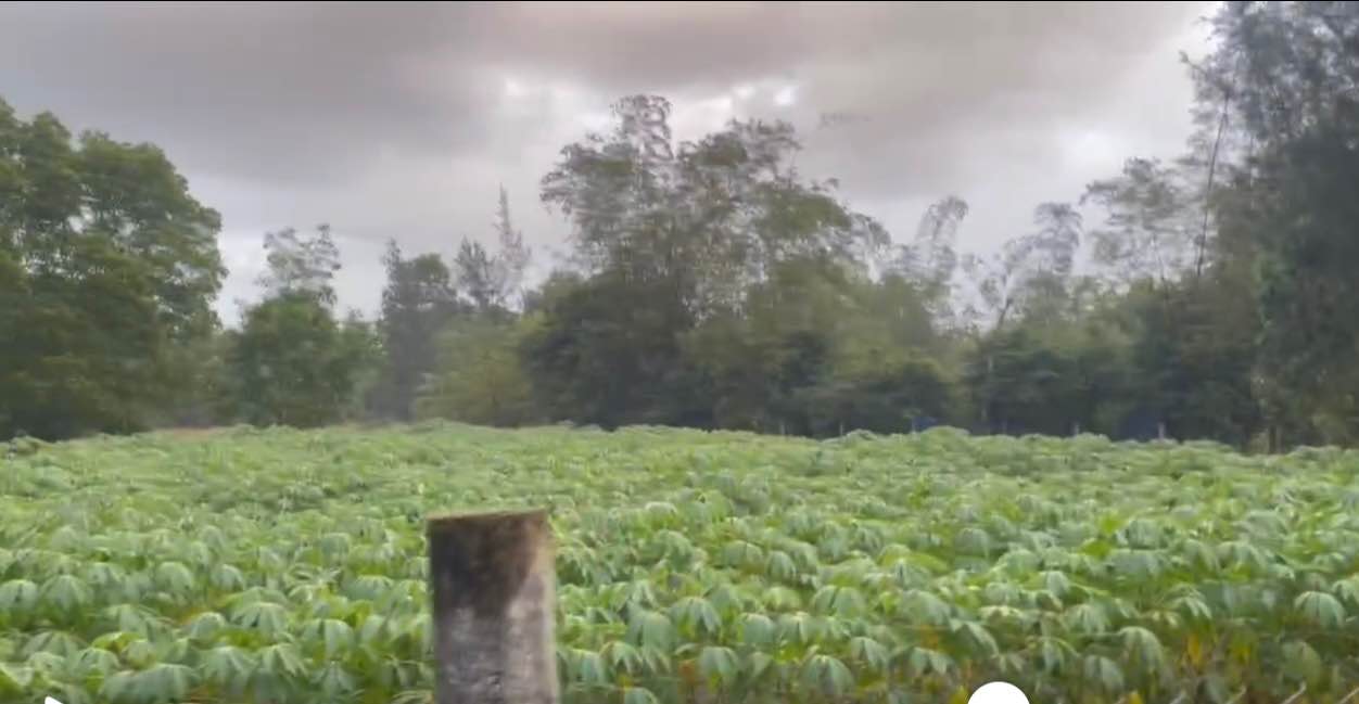 Đất Vườn Thăng Bình 1102m² - Sổ Hồng Riêng, Giá Tốt