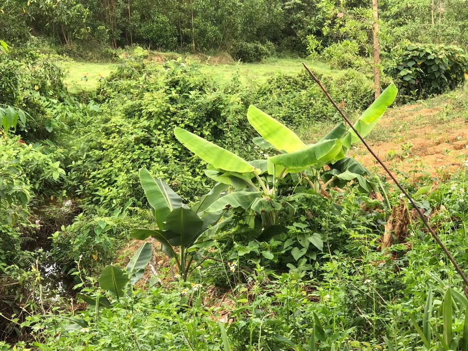 Bán Gấp Đất Vườn 1900m² Xuân Phú - Sổ Đỏ, Gần Suối, Đường Ô Tô