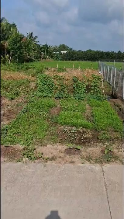 Đất Nền Mặt Tiền Đường 192m² - Mỹ Phước Tây, Tiền Giang - Giá 320 Triệu