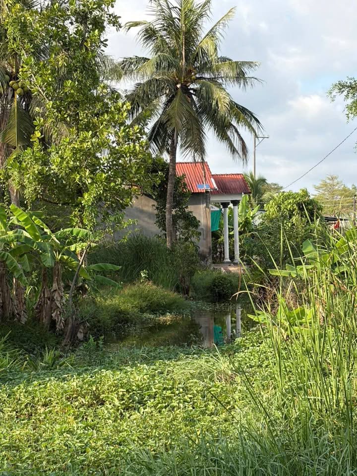 Đất vườn có nhà cấp 4 Tân Thành Bạc Liêu 1183m² - Sổ đỏ chính chủ!