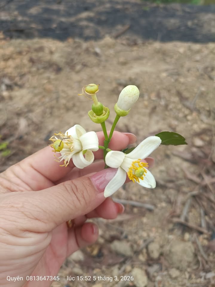 Đất nền Yên Thế, Bắc Giang: 158m² - 7xx Triệu, Sổ đỏ sẵn sàng