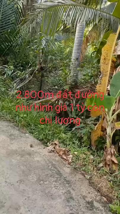 Bán Gấp Đất Vườn Dừa Châu Bình, Bến Tre - 2800m² Giá 1 Tỷ