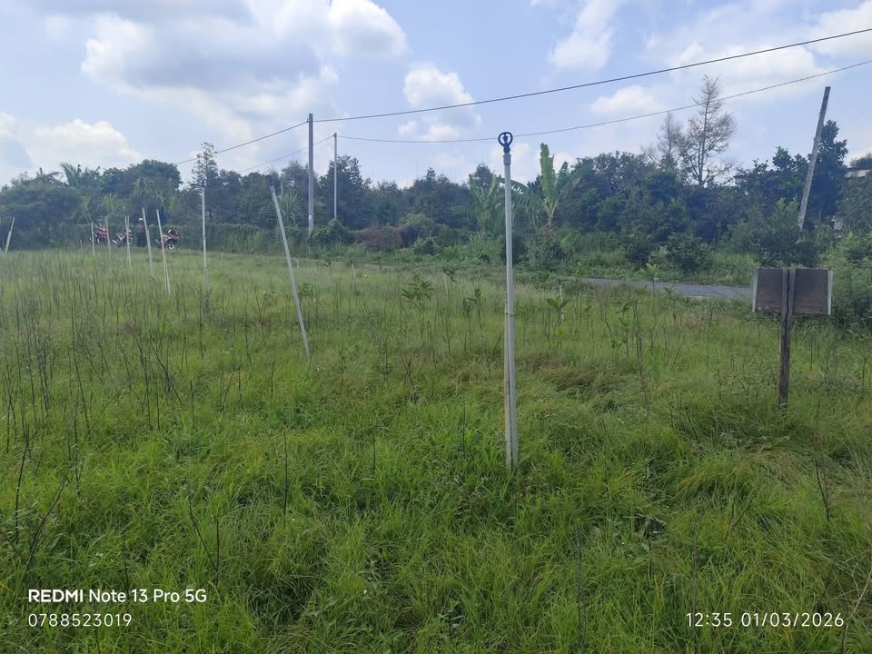 Bán đất Chợ Lách, Bến Tre 1200m² - Sổ đỏ chính chủ, giá 1.1 tỷ