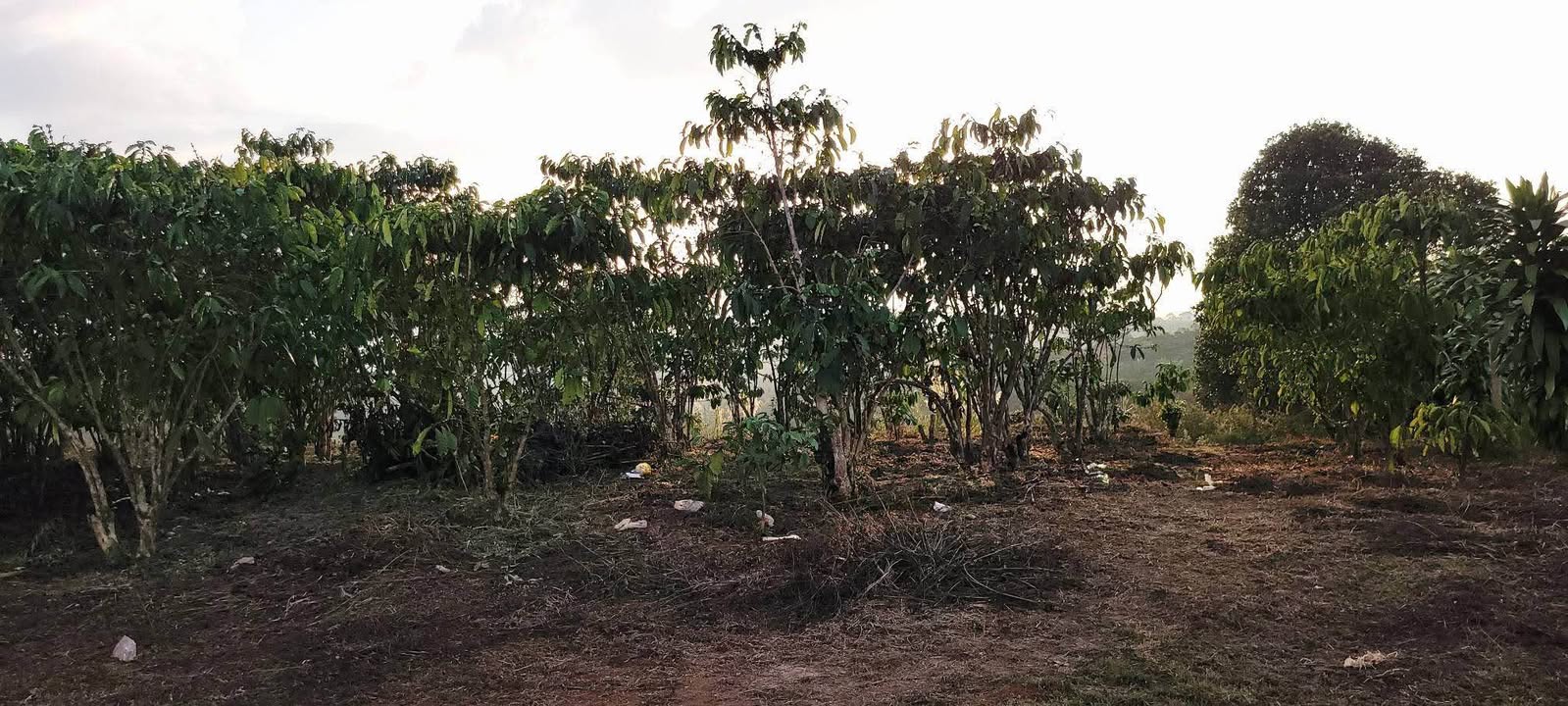 Đất Mặt Tiền Nguyễn Trãi, Đơn Dương 2160m² - Chốt Nhanh 6.2 Tỷ