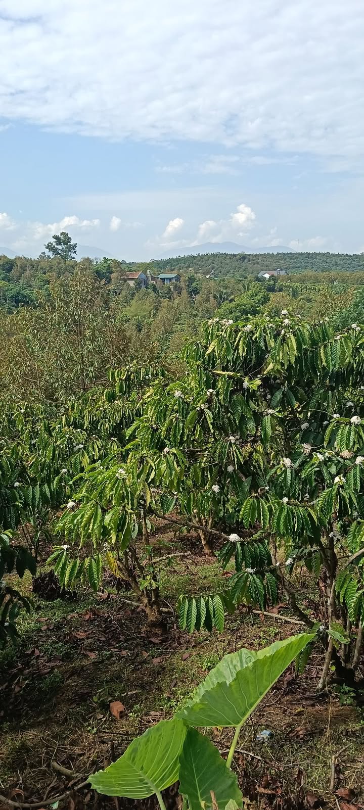 Đất nền Hòa Ninh Di Linh 10000m² - Sổ đỏ chính chủ!