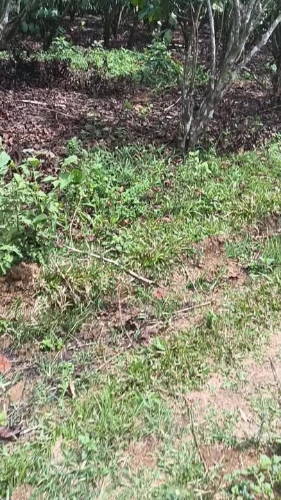 Bán Đất 5200m² Sổ Đỏ, Mặt Tiền Hẻm 60m Nguyễn Văn Cừ, Bảo Lâm