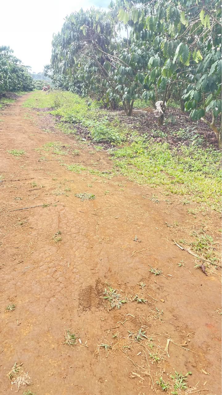 Đất Farm 28.000m² Lộc Ngãi, Bảo Lâm - 2 Mặt Đường, Giá Tốt