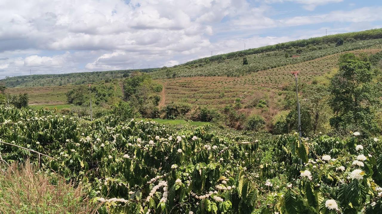 Đất nền Thị trấn Ia Kha 1800m² chỉ từ 300 triệu - Sổ đỏ chính chủ!