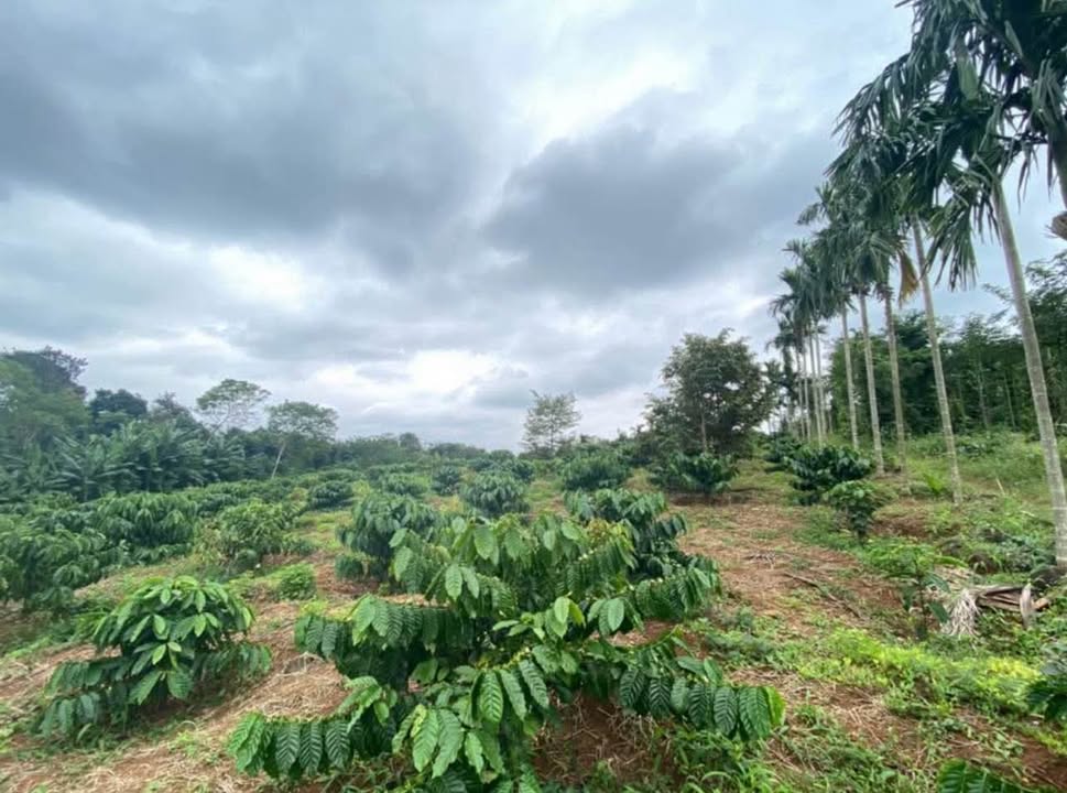 Đất Vườn Ea Kao 3.300m² View Thiên Nhiên – Giá 1.25 Tỷ, Sẵn Sàng Nghỉ Dưỡng!