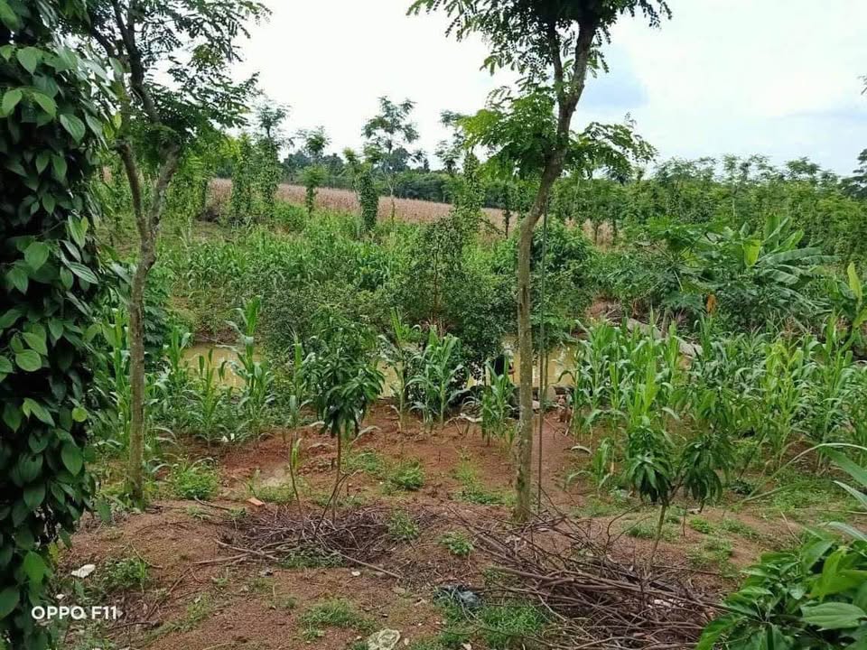 Bán Gấp Nhà Vườn 6000m² Enuol, Tuy Hòa - Giá Tốt Chỉ 2.2 Tỷ