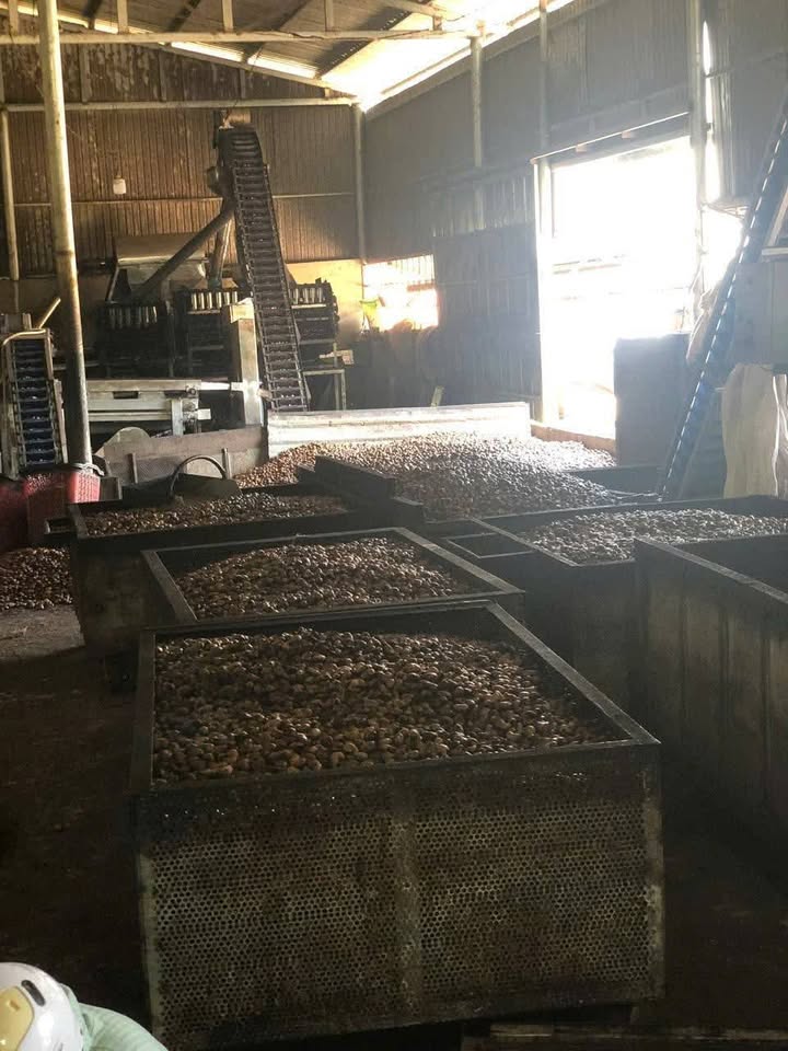 Farm 114m² QL14B Bình Phước - Vừa Ở, Vừa Kinh Doanh, Thu Nhập 400tr/năm