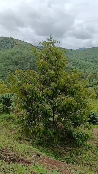 Đất nền Đạ Huoai 16ha giá 16 tỷ - Sổ đỏ chính chủ, mặt tiền 100m!