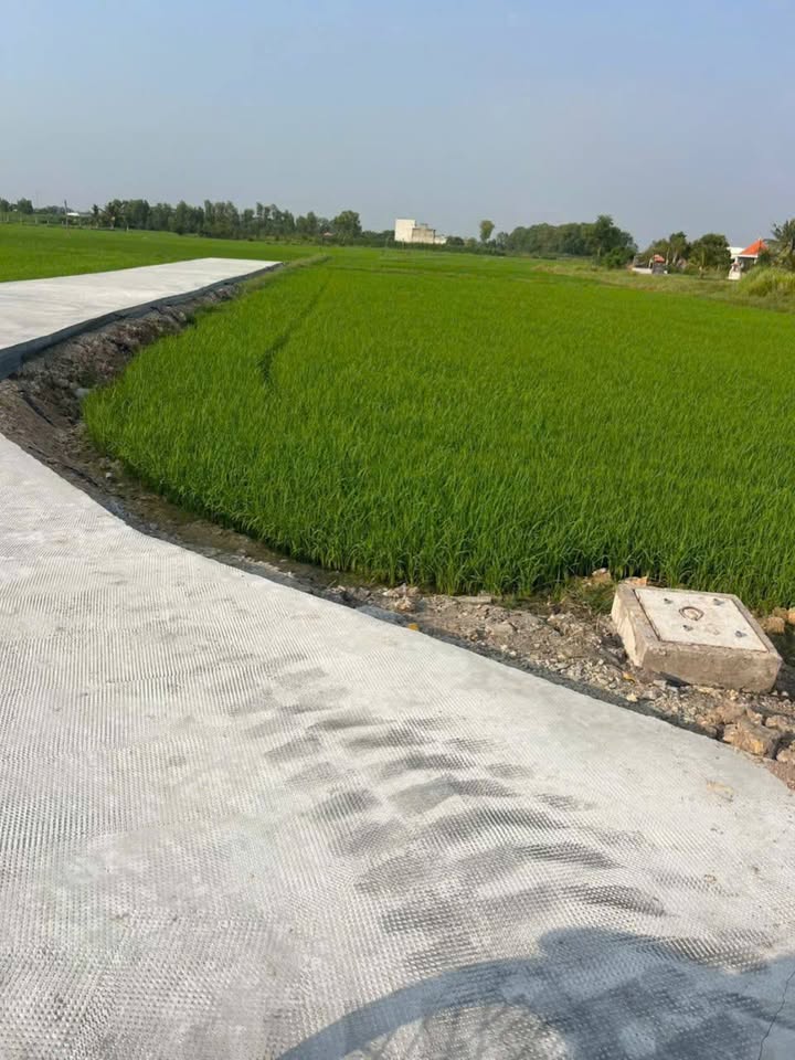 Bán đất lúa Đức Lập Hạ, Long An 1300m² - Giá 5.2 tỷ, cơ hội đầu tư