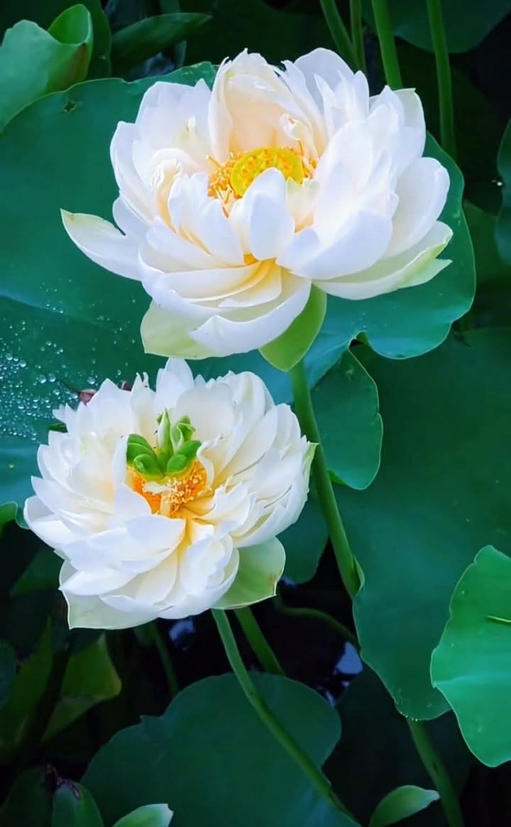 Bán Đất 92m² Full Thổ Cư Hẻm Oto Phạm Hồng Thái, Vũng Tàu - Giá 6.5 Tỷ