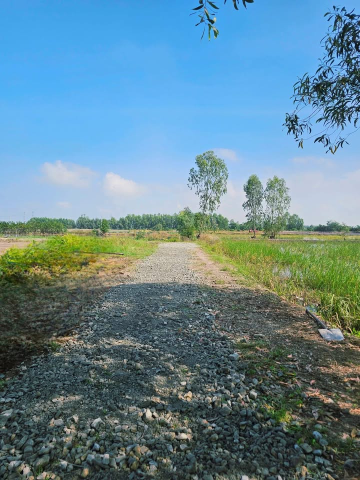 Đất Thổ Cư Đức Hòa Long An 110m² Sổ Đỏ - Giá 500 Triệu