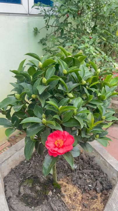 Đất nền Phượng Mao, Quế Võ, Bắc Ninh - 72m² - Giá từ 2.5 tỷ - Vị trí đắc địa