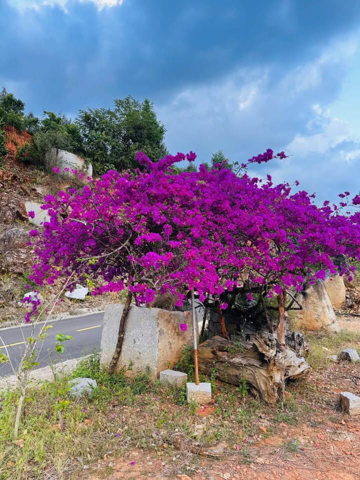 Đất Vườn Đạ Huoai 3630m² - 50 Cây Sầu Riêng Năm Thứ 3 - Giá Tốt