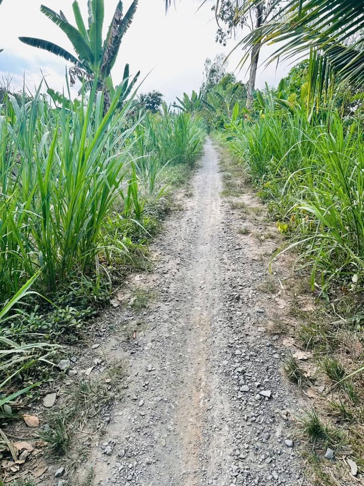 Đất nền Long Thắng Lai Vung 817m² 400 triệu - Sổ đỏ chính chủ!