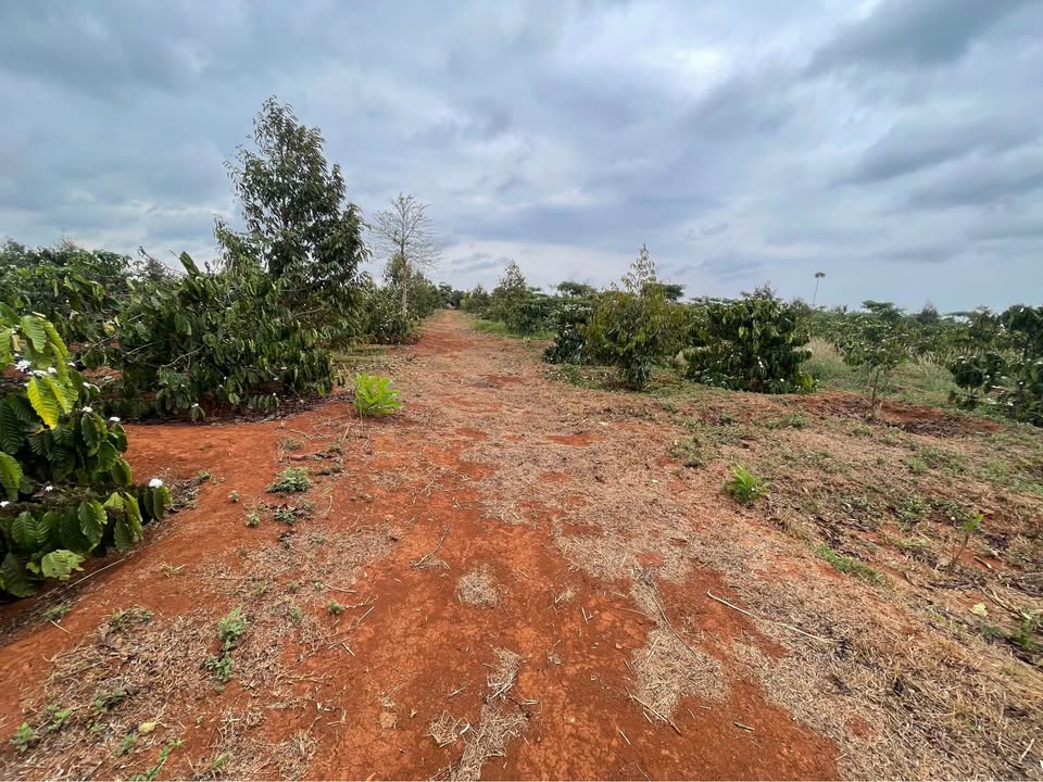 Đất Nông Nghiệp Ea H'đinh, Krông Búk – 2 Lô Giá Tốt, Tiềm Năng Tăng Giá