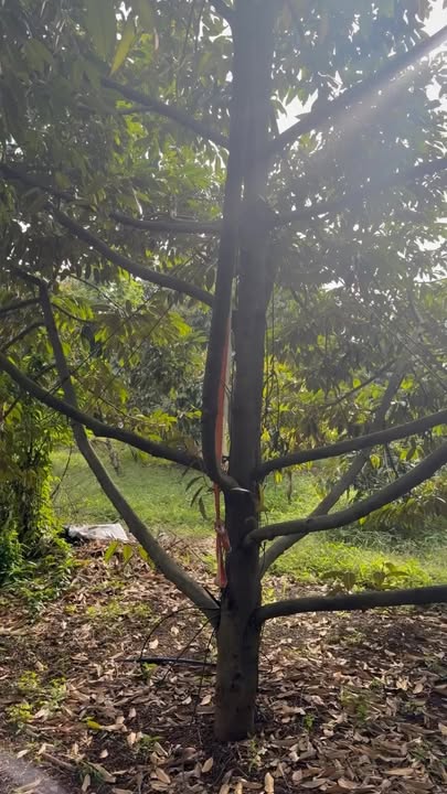 Đất Vườn Cư Suê 7000m² - 4.1 Tỷ - Đầu tư sinh lời ngay!