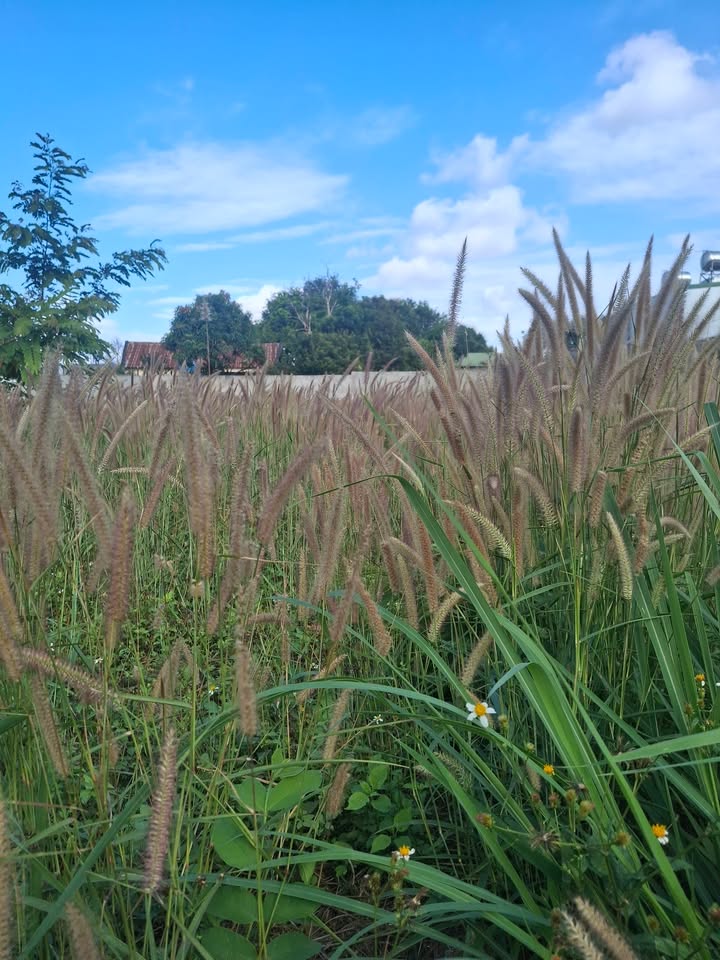 Đất thổ cư 100m² Nguyễn Thị Định, Buôn Ma Thuột - Sổ hồng sẵn, giá 2.1 tỷ