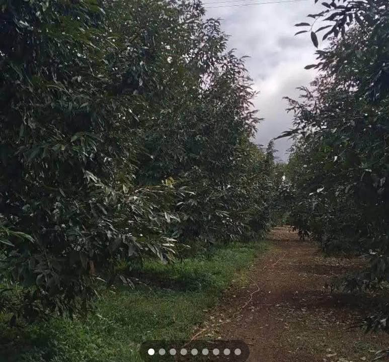 Đất vườn Ea Tân Krông Năng 2,57ha 42,8 tỷ - Đầu tư dài hạn