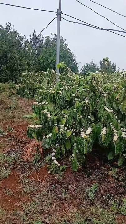 Đất nền Xã Nam Bình Đắk Nông 14000m² - Sổ đỏ chính chủ