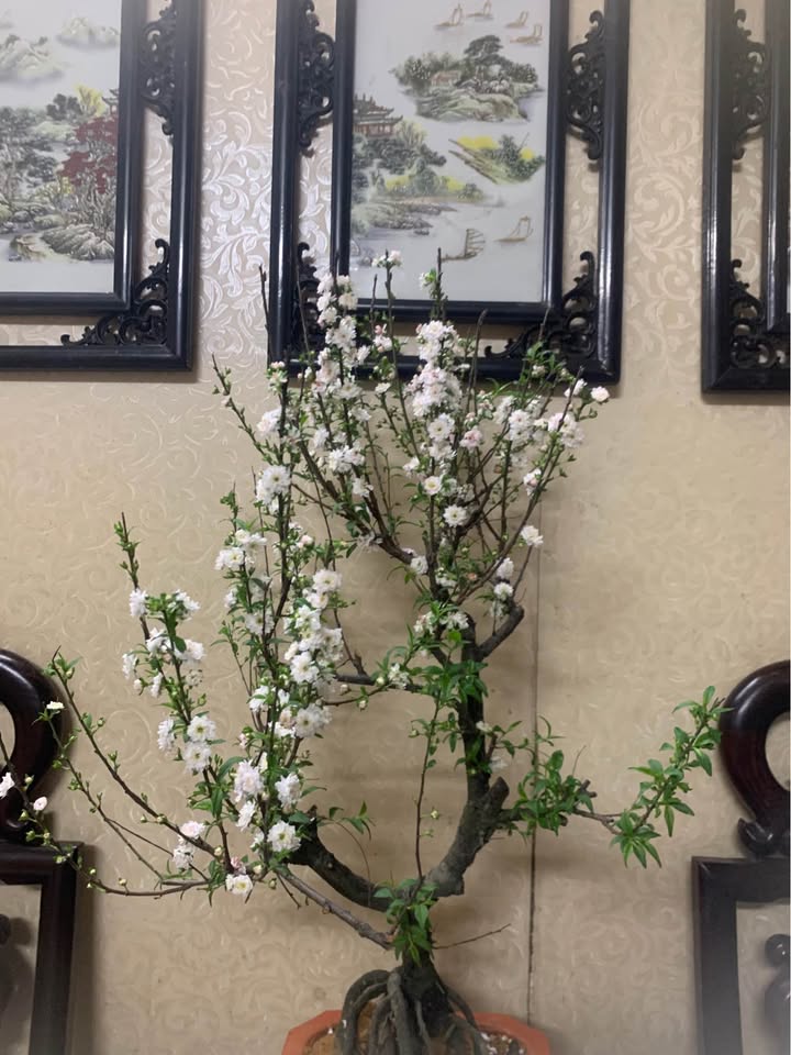 Đất nền Phương Lưu Ngô Quyền 111.6m² - Mặt tiền kinh doanh!