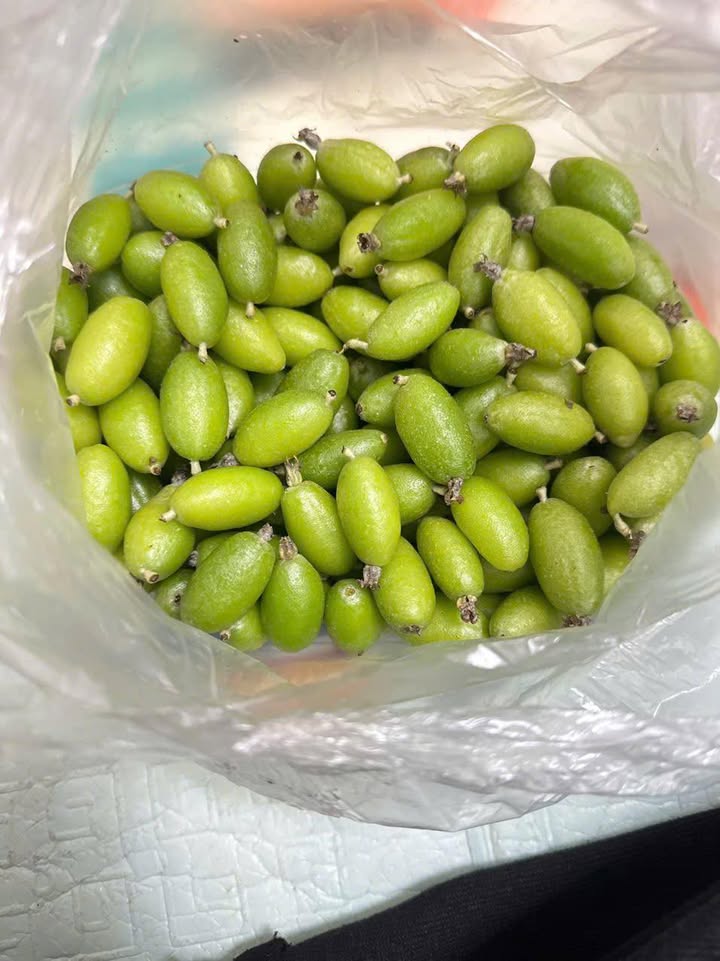 Bán Đất Mặt Đường Lê Hồng Phong, Hải Phòng - 60m², 4 Tỷ, Sổ Đỏ Chính Chủ