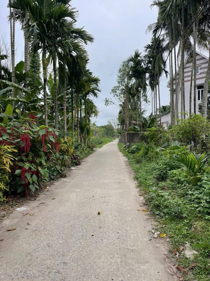 Đất Vườn Tam Kỳ 500m² - Hướng Tây Bắc, Sổ Đỏ Rõ Ràng