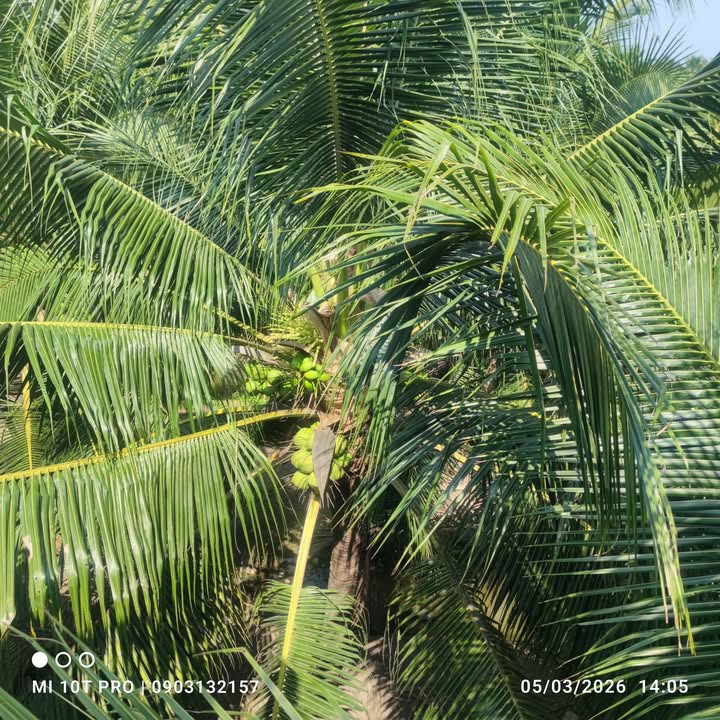 Bán Gấp Vườn Dừa 5000m² Bến Tre - Sổ Đỏ Sẵn, View Sông Ba Lai