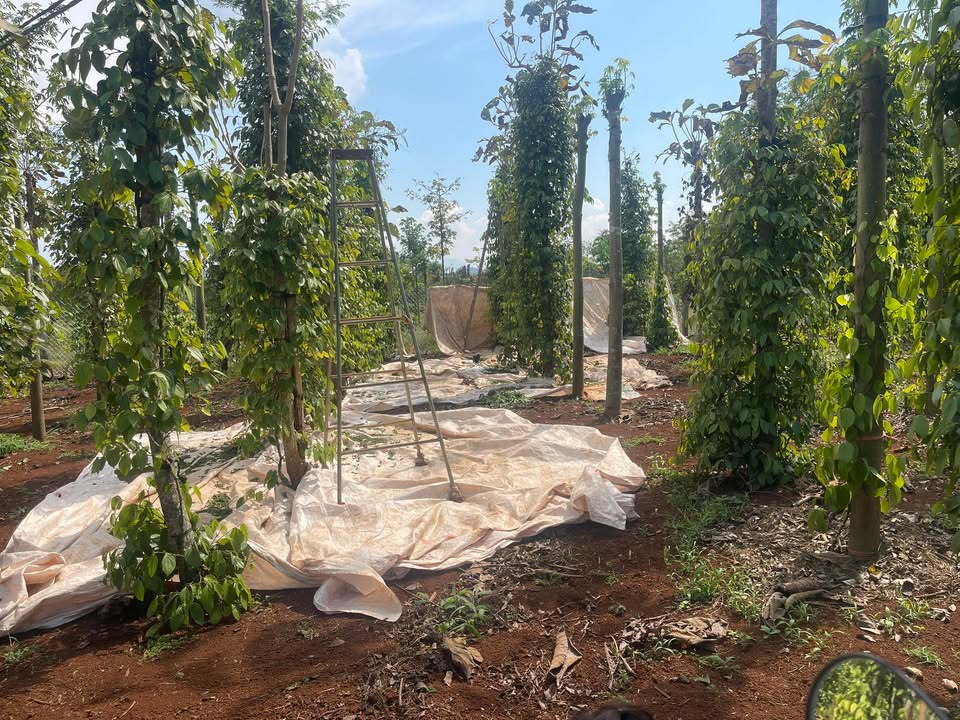 Đất Đỏ 720m² Thôn Eana, Krông A Na - Giá Đầu Tư 600 Triệu