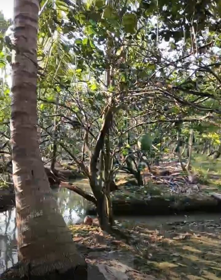 Đất nền Kế Sách, Sóc Trăng 29.000m² - Tiềm năng tăng giá