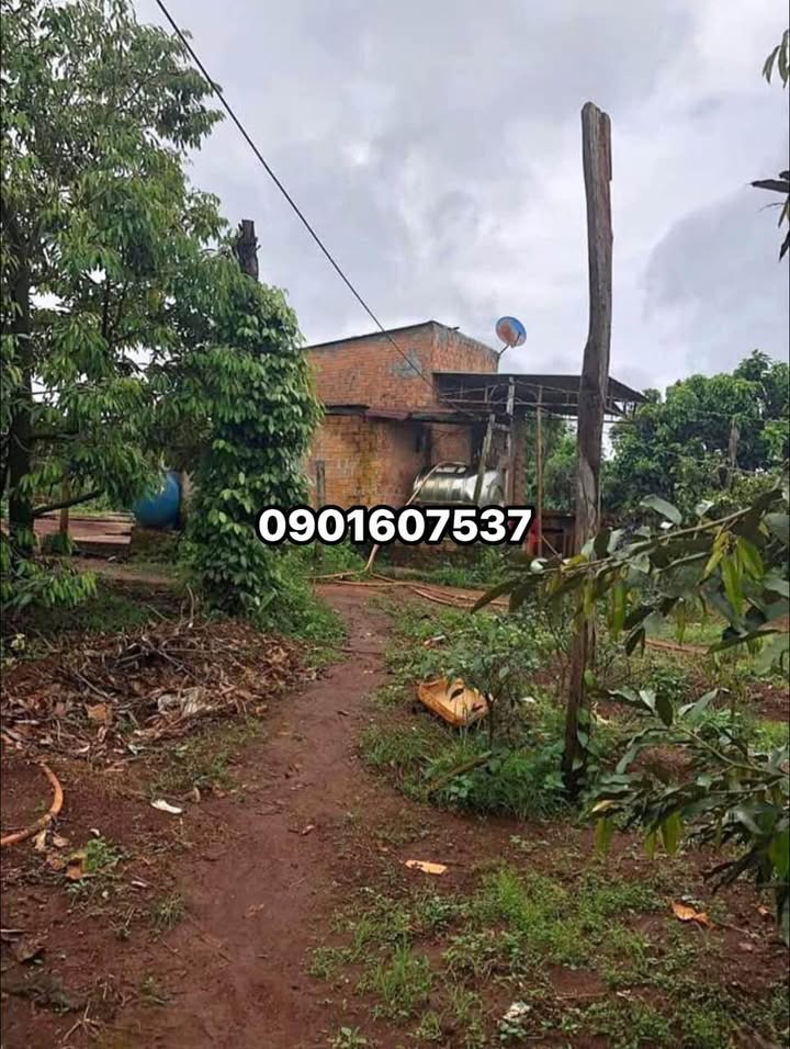 Đất Vườn Minh Thạnh Dầu Tiếng 1500m² - Sổ Hồng Riêng, Giá Đầu Tư