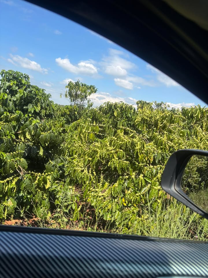 Đất cà phê Tân Thanh 1.5ha – Sổ đỏ chính chủ, giá tốt!