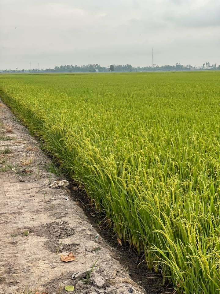 Đất ruộng Tân Công Sính 20000m² - Cơ hội đầu tư dài hạn!