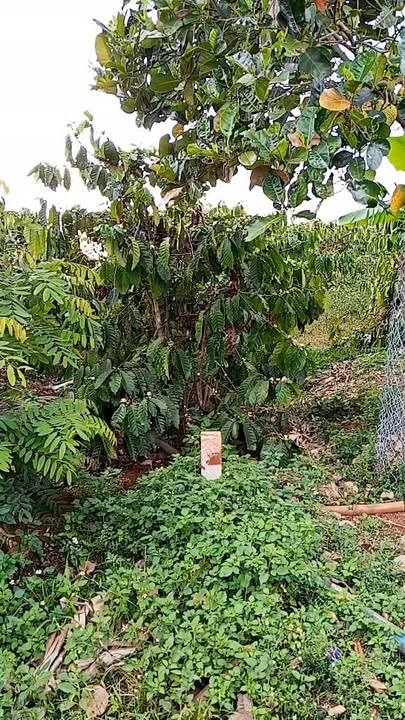 Bán đất farm 2015m² view ruộng tại Ia Breng, Chư Sê, Gia Lai - Giá chỉ 6xx triệu