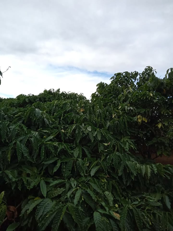 Rẫy cà phê K'Dang 19.000m² - Cơ hội đầu tư dài hạn tại Gia Lai