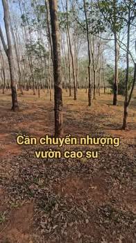 Bán Gấp Vườn Cao Su 15.000m² Đất Đỏ Gia Lai - Sẵn Sàng Khai Thác