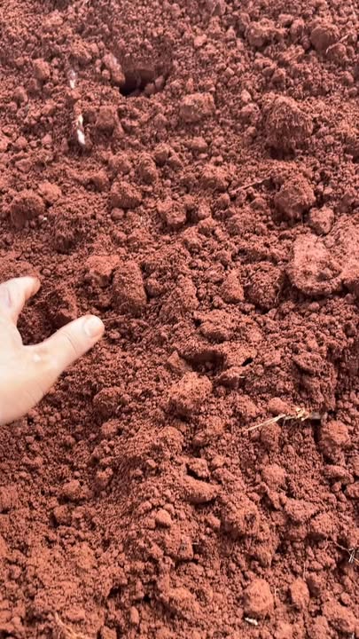 Bán 1.4ha Đất Đỏ Chư Prông Gia Lai - Sổ Đỏ Chính Chủ, Giá Chỉ 7xx Triệu