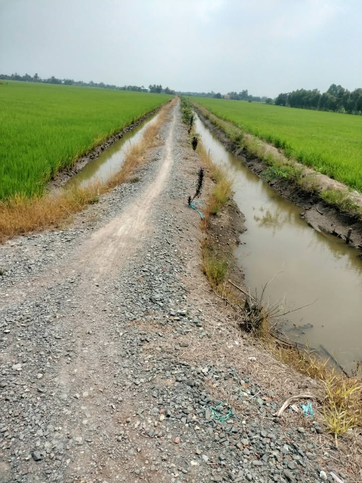 Đất Lúa Long An 1061m² - Sẵn Nền, Giá Chỉ 220 Triệu