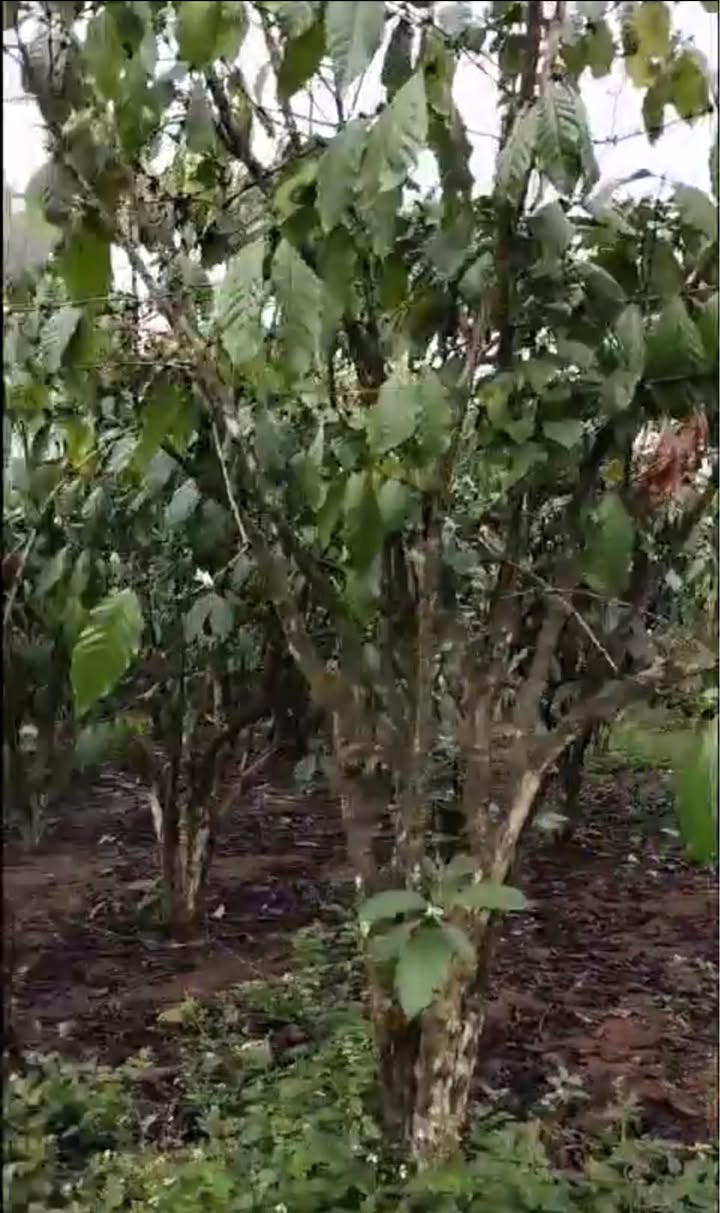 Đất nền Thôn 7, Lộc Quảng 10800m² - Sổ đỏ chính chủ!