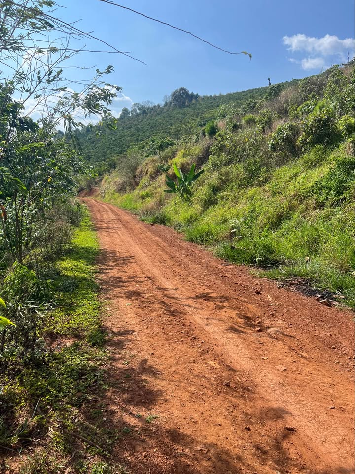 Đất Tân Châu Bình Chánh 1.4ha - Nguồn Thu Mạnh, Giá 5.2 Tỷ