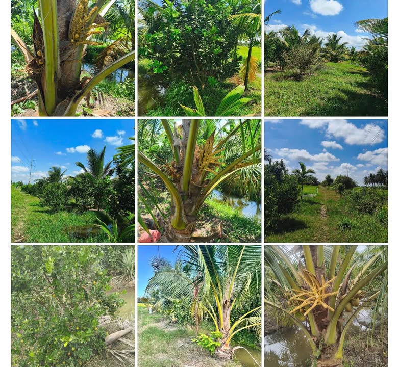 Đất Vườn Trà Vinh 2867m² - Giá 800 Triệu, Trồng Dừa, Tắc, Bưởi